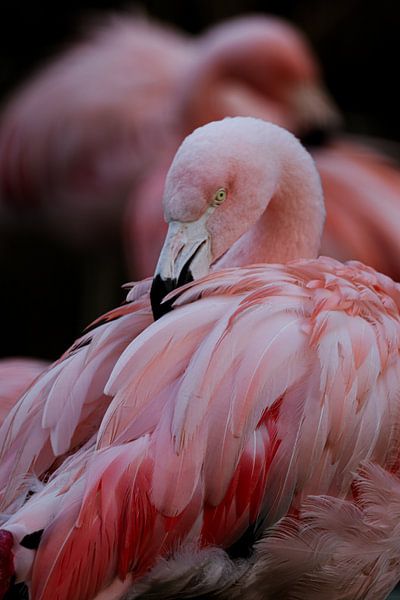 Flamingo style by Astrid Bregman