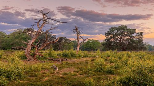 De Strubben-Kniphorstbosch in Schipborg bij zonsopkomst