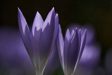 Close-up of the first flowering crocuses by Cor de Hamer