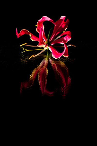 Gloriosa Blume auf schwarzem Hintergrund und Reflexion von Doris van Meggelen