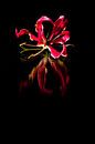 Gloriosa Blume auf schwarzem Hintergrund und Reflexion von Doris van Meggelen Miniaturansicht