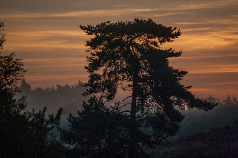 Magische boom by Mark Balster