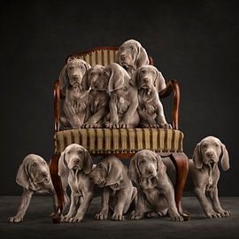 Puppy Parade! by Nuelle Flipse