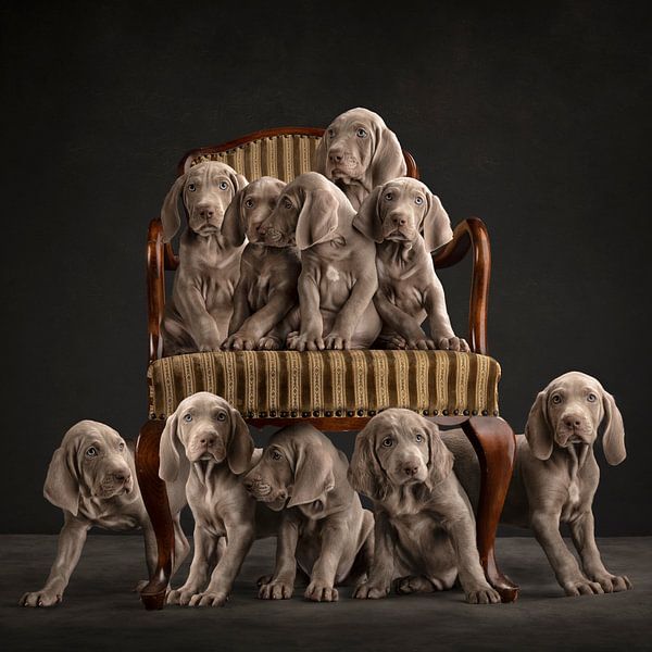 Welpenparade! von Nuelle Flipse