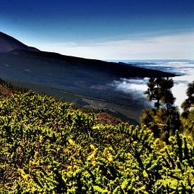 DE WILDGROEI AAN EL TEIDE MET MILJOENEN PRACHTIGE BLOEMEN EN PLANTEN sur Willy Van de Wiele