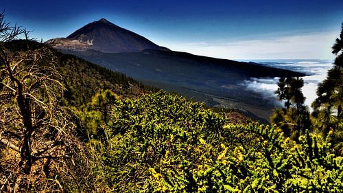 DE WILDGROEI AAN EL TEIDE MET MILJOENEN PRACHTIGE BLOEMEN EN PLANTEN