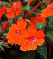 Oranje bloemetjes met regendruppels