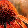 Rode zonnehoed, echinacea van Carla van Zomeren