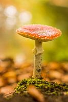 Fly agaric