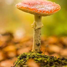 Fly agaric by Wilco Snoeijer