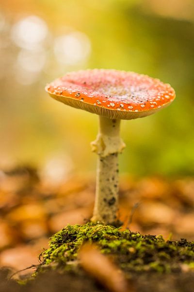 Fly agaric by Wilco Snoeijer