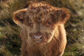 Je suis un Highlander sur Werner Reins