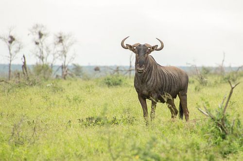 gnous dans le parc national Kruger, Afrique du Sud