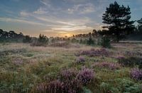 Net voor zonsopkomst