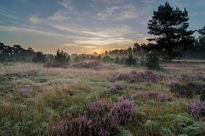 Net voor zonsopkomst