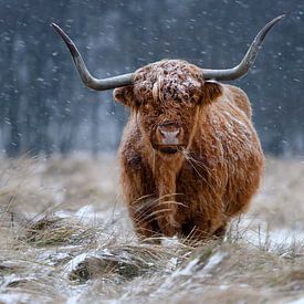 Highlander in the snow