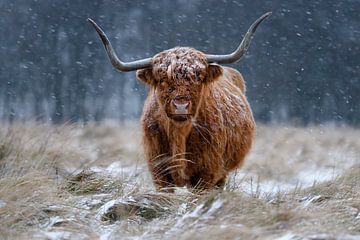 Highlander im Schnee von Richard Guijt Photography