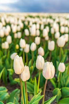 Tulips in white growing in a field during a springtime sunset by Sjoerd van der Wal Photography