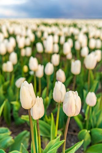Witte tulpen in een veld tijdens een zonsondergang in de lente