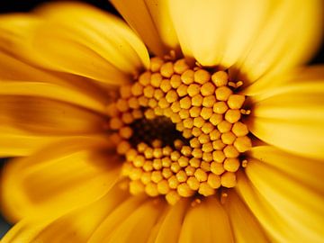 Gele bloem - macrofotografie van Lara Groenhof