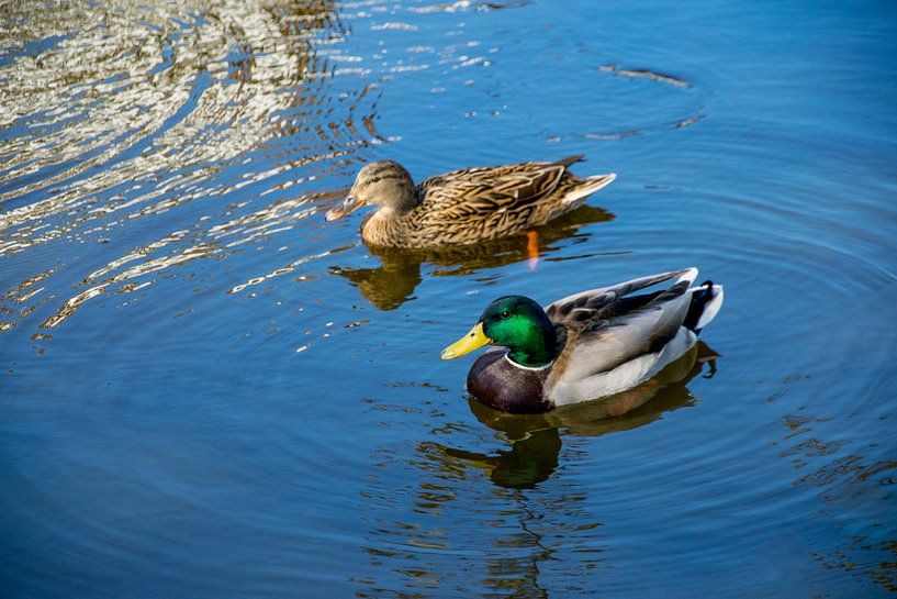 Ducks sailing in the lake in a sunny day by Pix-Art By Naomi.k