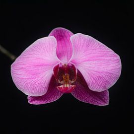 The Orchid (Color) by Rian Kurniawan