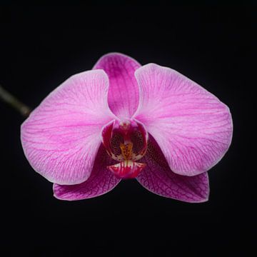 The Orchid (Color)