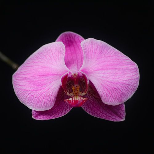 The Orchid (Color)
