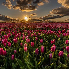 Een roze tulpenveld beschenen door zonnestralen tijdens zonsondergang van Dafne Vos