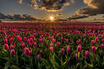 Un champ de tulipes roses illuminé par les rayons du soleil au coucher du soleil. sur Dafne Vos