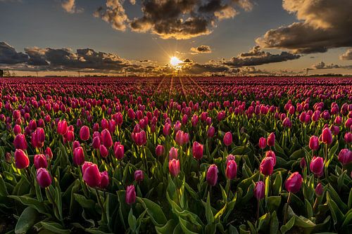 A pink tulip field illuminated by sunbeams during sunset