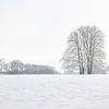 Karakteristieke Kastanjes in winterslandschap op landgoed Oldenaller van Felix Sedney