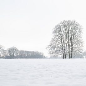 Charakteristische Kastanien in der Winterlandschaft auf dem Landgut Oldenaller von Felix Sedney