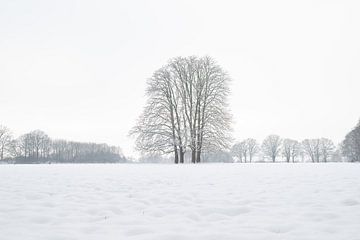 Characteristic chestnuts in winter landscape on Oldenaller estate by Felix Sedney