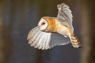 Barn owl, Tyto alba by Gert Hilbink thumbnail