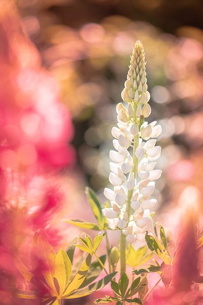Lupine bloem van Jeroen Mikkers