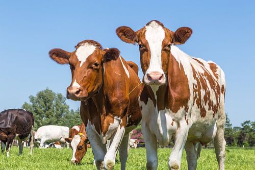 Young red and white cows