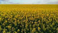 Raps Feld 