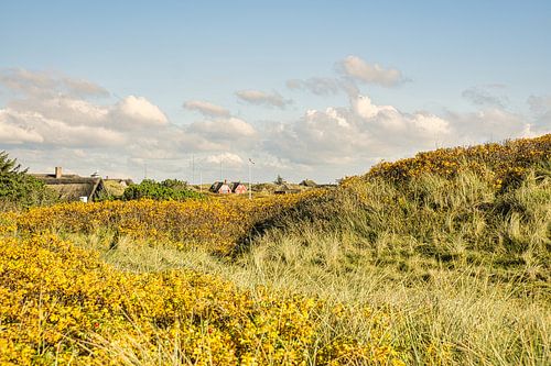 Blåvand duinlandschap in Denemarken aan de Noordzee