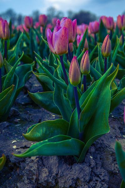Pink by peterheinspictures