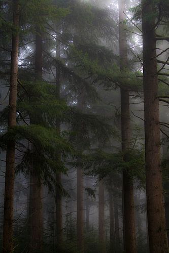 Des arbres dans un paysage forestier brumeux