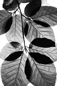 Feuilles de hêtre