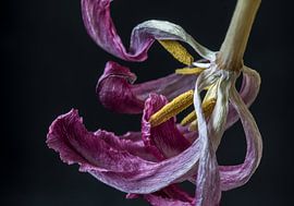 Tulip in its final form