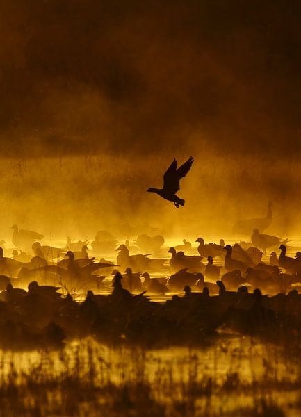 Vuur in de mist, Alfred Forns van 1x