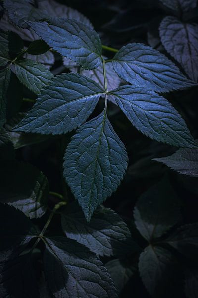 Mystik im Wald von Mark Sluijmers