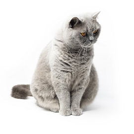 British Shorthair cat on white background 4/5