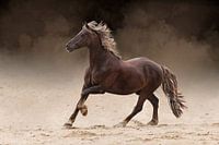 Brown horse on sand field