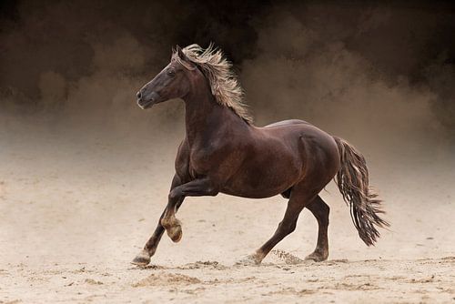 Braunes Pferd auf Sandfeld