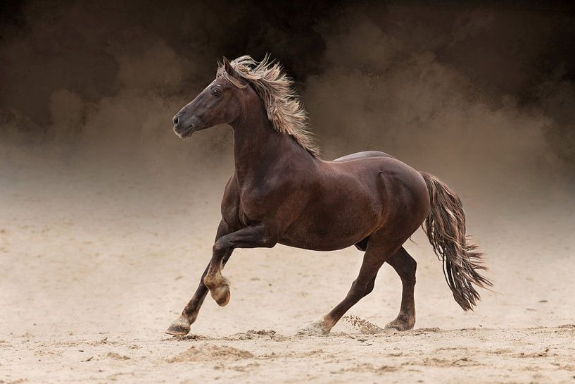 Cheval brun sur un champ de sable par KDFotografie