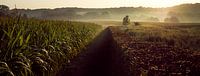 Brouillard matinal dans les champs de maïs du Limbourg. par Keserű Collective Aperçu